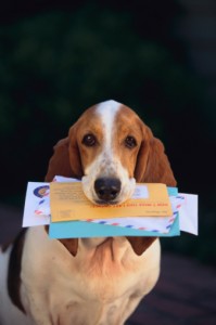 Mail Carrier Dog Bites